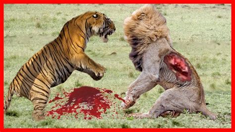 Top 5 Dangerous Lion Attack Most Shocking Animal Attacks