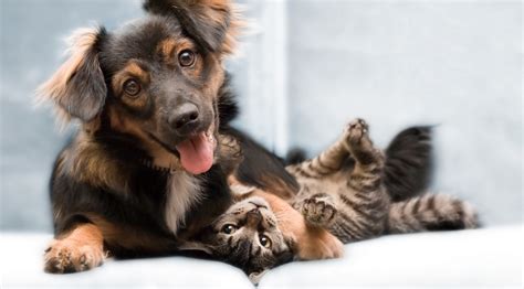 10 Cat And Dog Bffs That Will Melt Your Heart