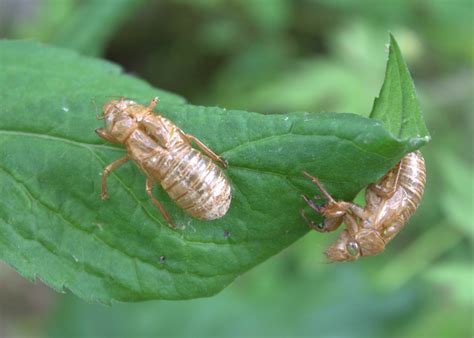 Cicada Bug 17 Years
