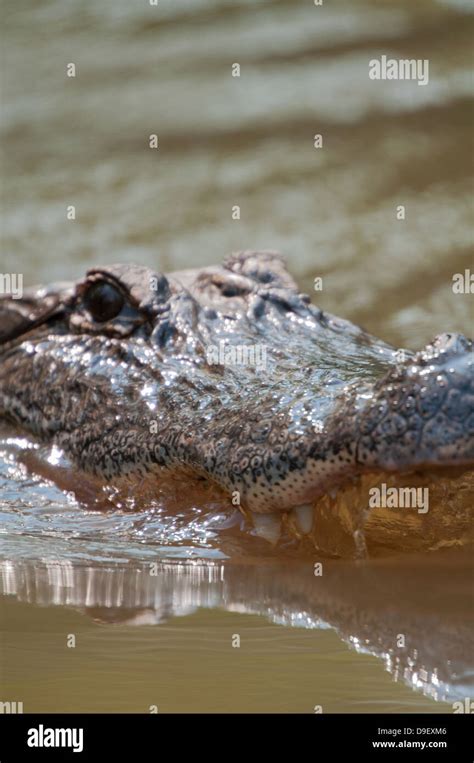 American Alligator In Swamp Stock Photo Alamy