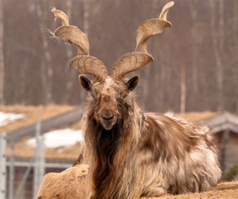 These collectively made list of national animals of pakistan. Markhor - National Animal Of Pakistan - Stories Today