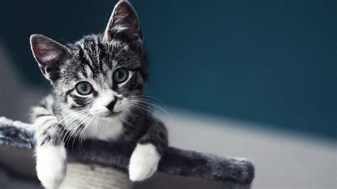 Gatos Cats Salvapantallas Wallpaper Hd K Kittens Cutest Baby