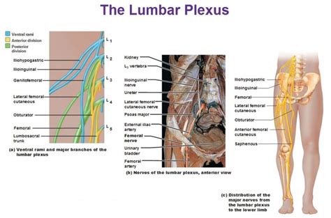 Peripheral Nervous System Spinal Nerves And Plexuses Plexus Products