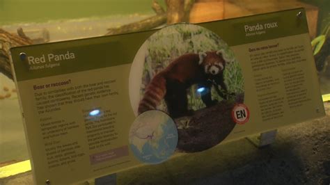Assiniboine Park Zoo Celebrates Red Panda Weekend Winnipeg