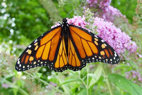 Filemale Monarch Butterfly Wikimedia Commons