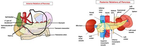 Pancreas Parts Relations Ducts Arterial Supply And Applied