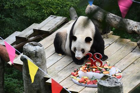The Worlds Oldest Panda Dies At Age Of 38 About Her