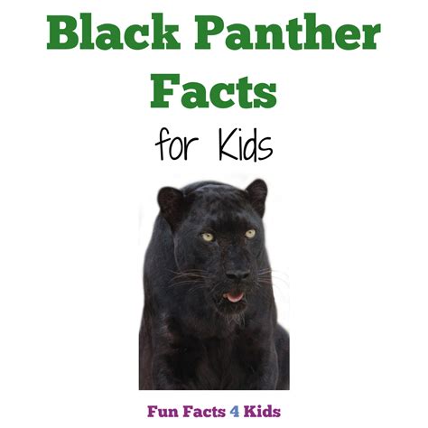 Black Panther Facts For Kids Fun Facts 4 Kids