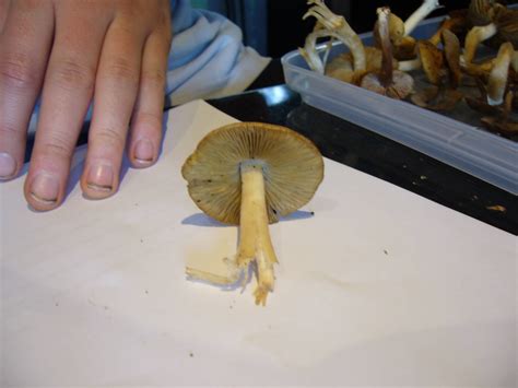 Id Request Adelaide Hills Update Mushroom Hunting And