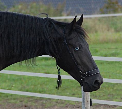 1000 Images About Friesian Horses And Other Favorite