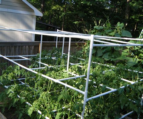 Tomato Cage With Pvc Diy Garden Trellis Tomato Cages Vertical