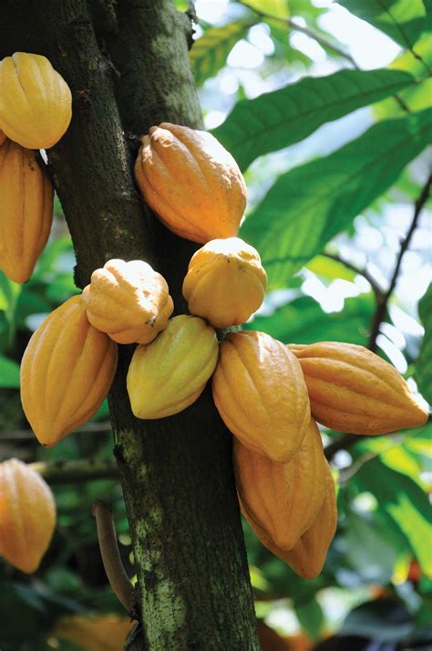 Cacao Description Cultivation Pests And Diseases Britannica