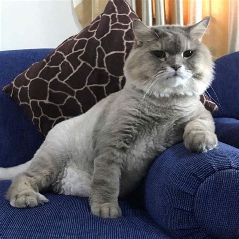 No particular place to go. Meet Bone Bone, The Big Fluffy Cat From Thailand Who Is ...