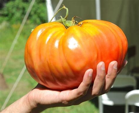 What Are Your Top Tomatoes A Way To Garden
