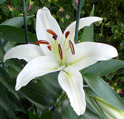 Plantfiles Pictures Oriental Lily White Star Gazer Lilium By Revclaus