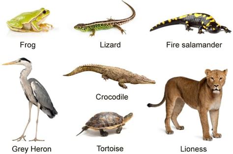 Bagaimana Cara Mengklasifikasikan Makhluk Hidup - Materi Klasifikasi Makhluk Hidup Kelas 10