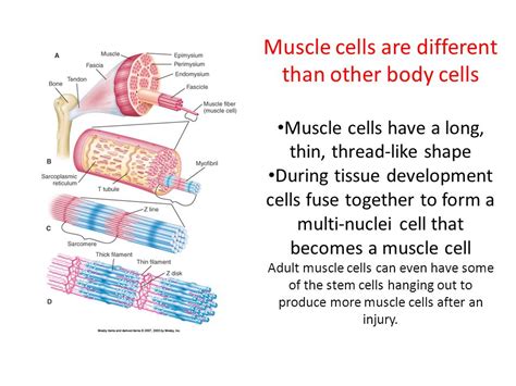 3 Types Of Muscle Cells