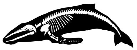 Humpback Whale Human Skeleton Blue Whale Whale Png Download 2228