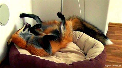 Foxes have a really diverse diet. Rescued Fox Is the Perfect Mix of Cat and Dog - Life With Dogs