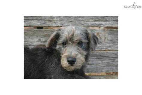 Adopt Fritz A Schnoodle Puppy For Fabulous Schnoodle Fritz