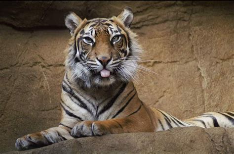Tiger Blep More Pictures In Comments Section Scrolller