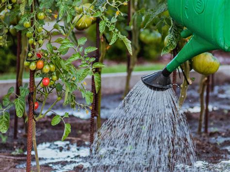 Watering Plants Key Points To Know