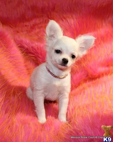Chihuahua Puppy For Sale Sold Icy 10 Years Old Chihuahua Puppies