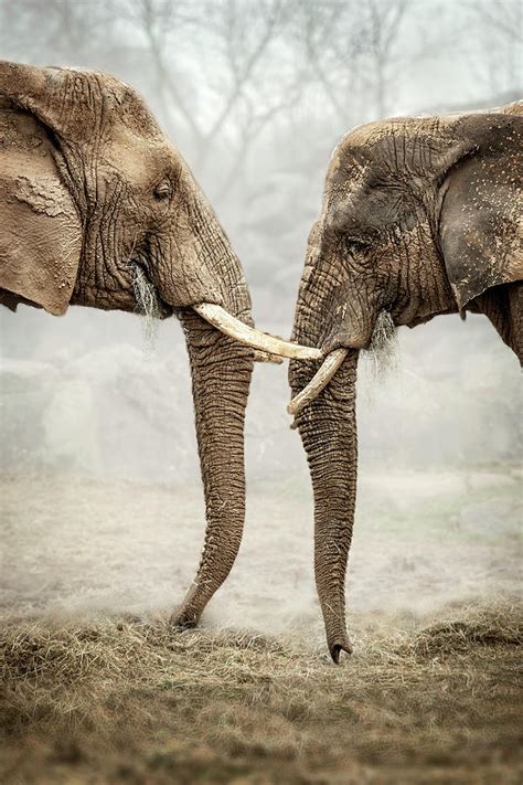Elephants Love Photograph By Svetlana Sewell