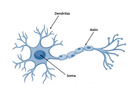 Las Partes De La Neurona Y Sus Funciones Maestros De La Psicolog A
