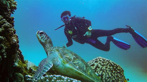 Diving In The Komodo Islands Something Unbelievable Indonesia Just
