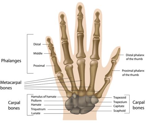 Bones Of A Human Hand And Wrist Adapted From The Human Anatomy Library