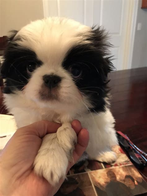 Japanese Chin Puppies For Sale Salem Or 273081