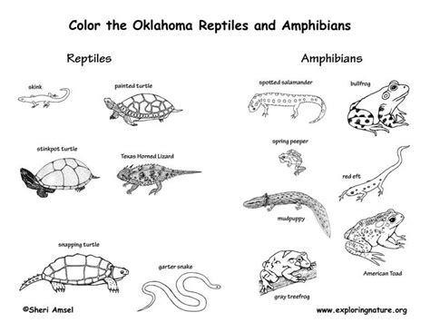 Oklahoma Amphibians And Reptiles Biology Quizizz