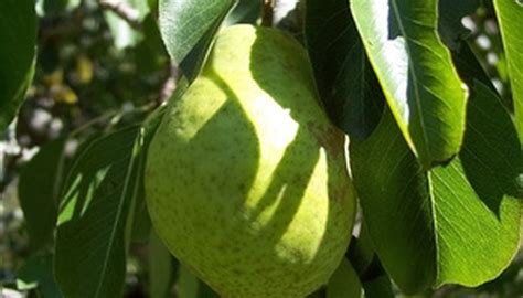 The Best Fruit Trees For Tennessee Garden Guides