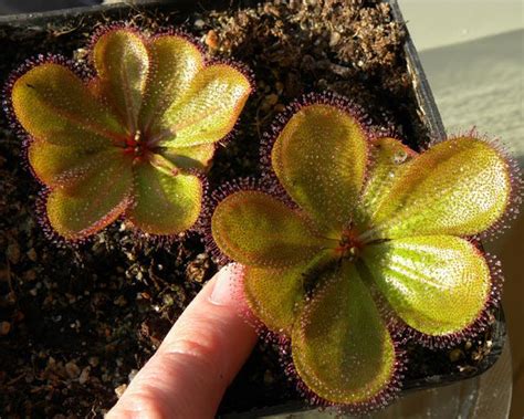 Drosera Macrophylla Alchetron The Free Social Encyclopedia