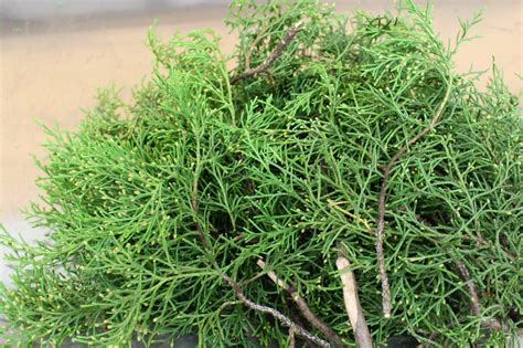 Our Products | Cut Floral Greenery | Albin Hagstrom & Son