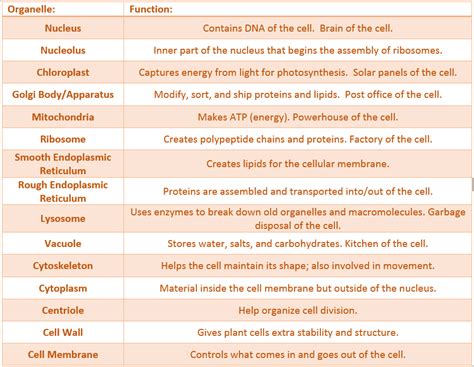 Cell Organelle — Types And Functions Expii