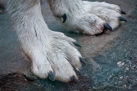 Royalty Free Wolf Paw Pictures Images And Stock Photos Istock