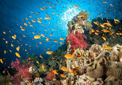 Facts About The Ocean As A Marine Life Habitat