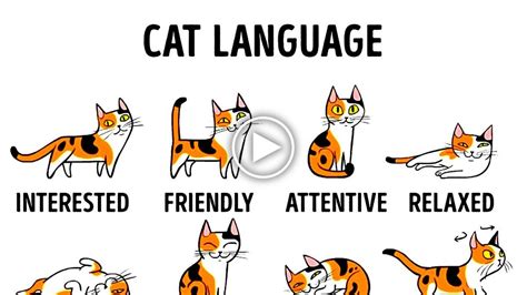 How To Better Understand Your Cat Comportement Chat La Vie Des Chats