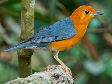 The Captivating Charm Of The Orange Headed Thrush Exploring Natures