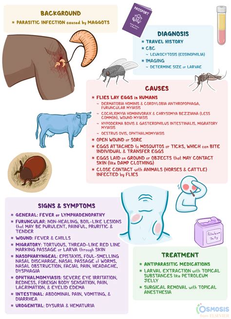 Myiasis What Is It Causes Signs And Symptoms And More Osmosis