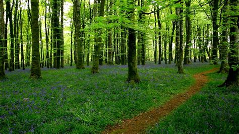 Relax Mozart In A Peaceful Bluebell Wood Tranquil Music Calming