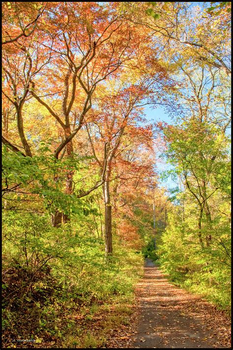 Woodland Path Autumn Montgomery County Pennsylvania Photograph By A