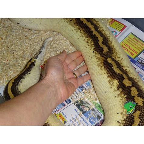 Ivory Blood Python Adult Strictly Reptiles