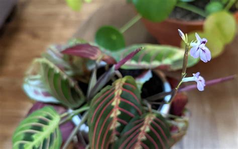 Prayer Plant Propagation Archives The Healthy Houseplant