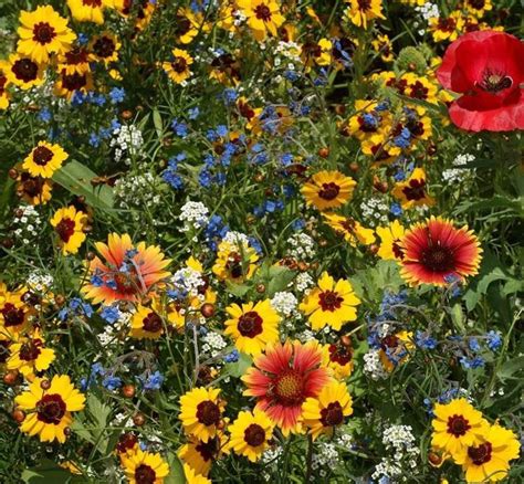 Late Blooming Wildflower Mix Seeds Autumn Fall Varieties St14