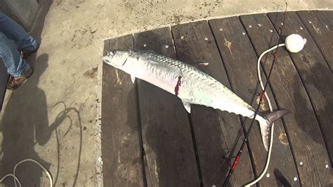 37 Lb King Mackerel Caught Off Of Panama City Beach Pier April 2013 Hd