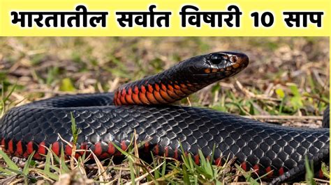 Top Venomous Snakes In India Most