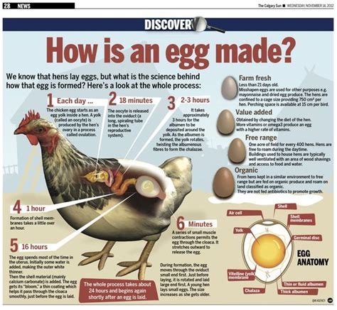 They can lay eggs anytime from five months to almost ten years of age. We know that hens lay eggs, but what is the science behind ...